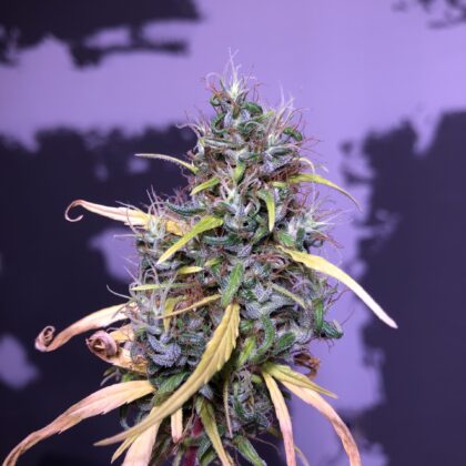 60's Lambsbread/Uber Candy Rain X Red Thai