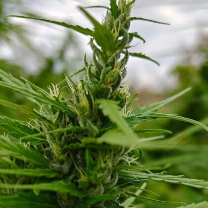 Laotian Green Crack
