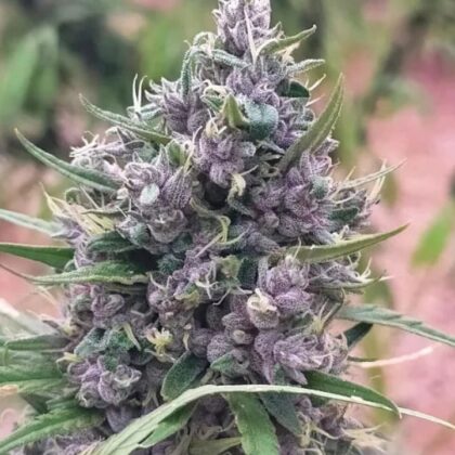 Lavender